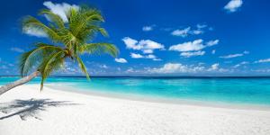 ASEAN beach with palm trees