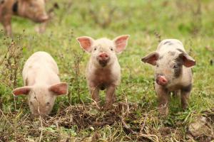 Zinc oxide pigs CMDv regulation veterinary medicines