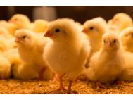 Day_Old_Chicks_EMA_European_Medicines_Agency_Animal_Health_News
